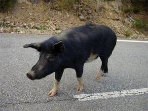 cochon